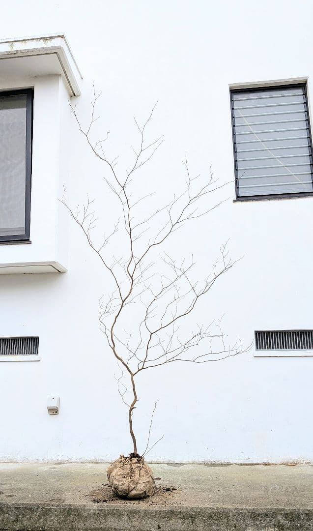 非凡。。山採りシロモジ。