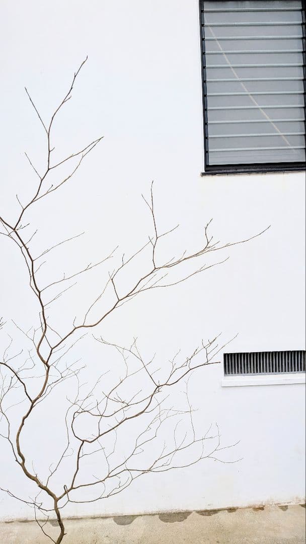 非凡。。山採りシロモジ。