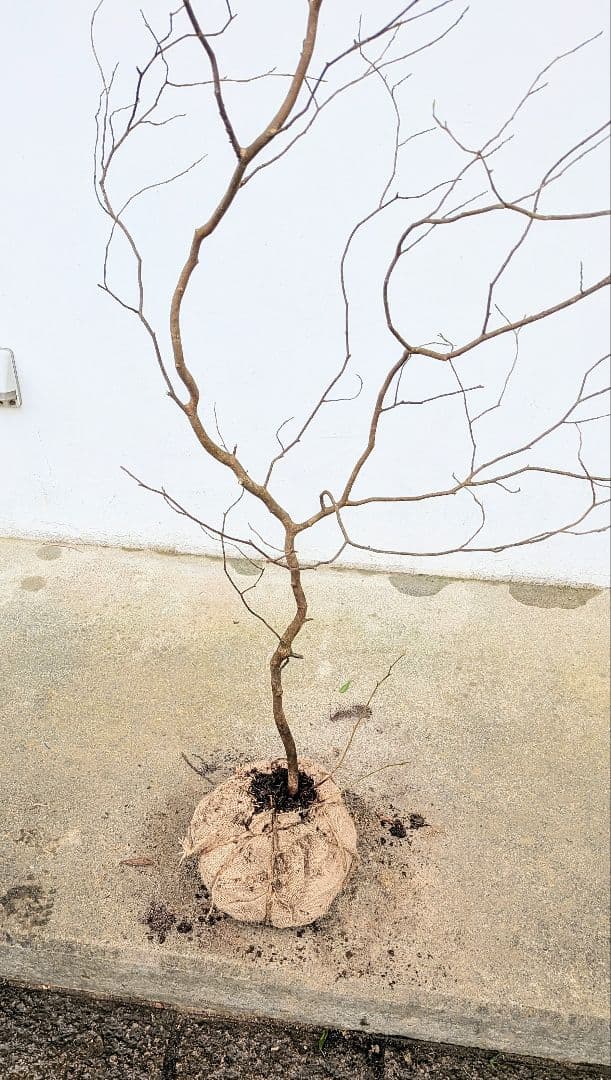 非凡。。山採りシロモジ。