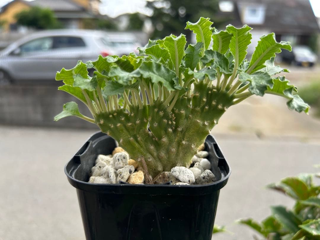 ドレステニア　ラブラニー　綴化(てっか) 現品