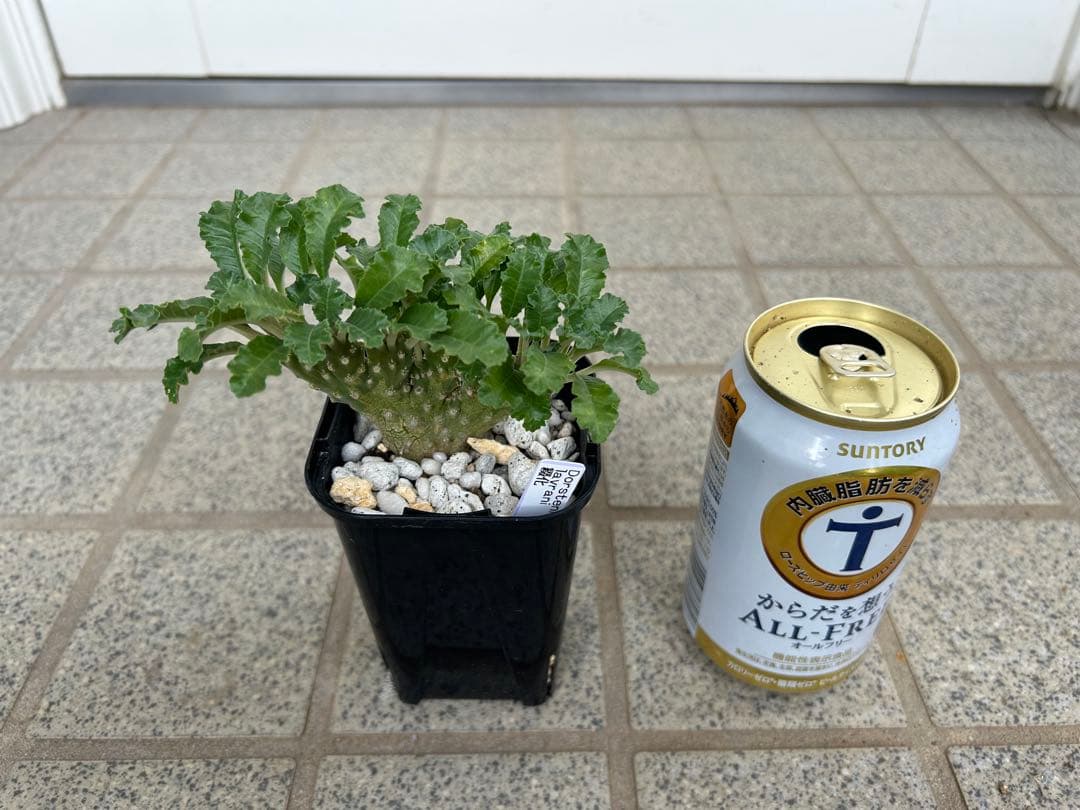 ドレステニア　ラブラニー　綴化(てっか) 現品