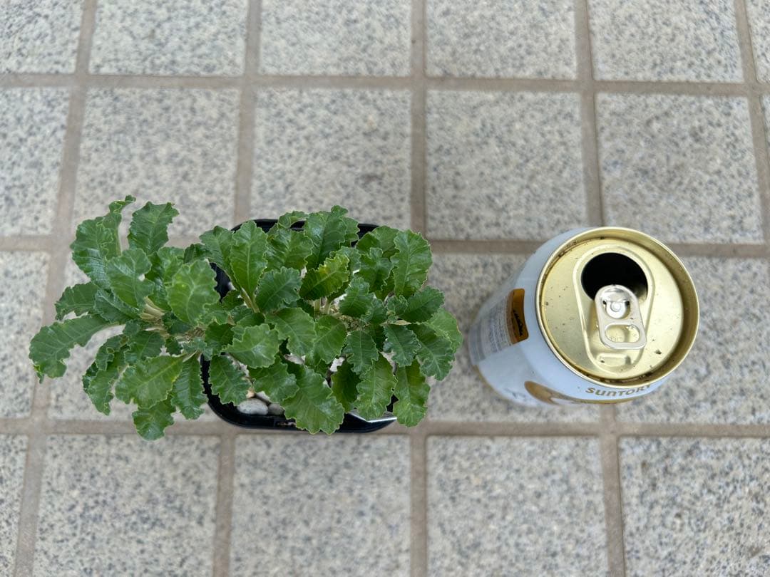 ドレステニア　ラブラニー　綴化(てっか) 現品