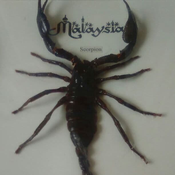 【必見!】貴重生物11匹セット