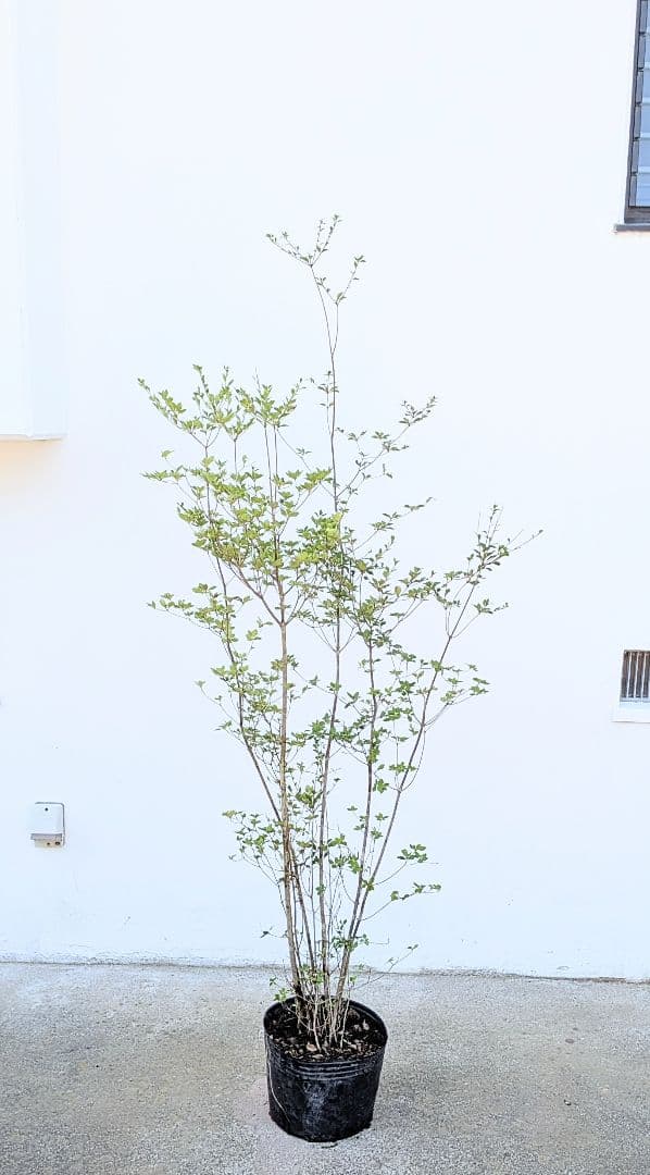 バツグン！山採りドウダンツツジ。