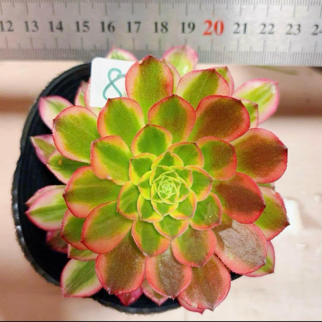 多肉植物❤️アエオニウム錦❤️朝霞錦*NIKA❤️1大頭10-13cm 拔き苗