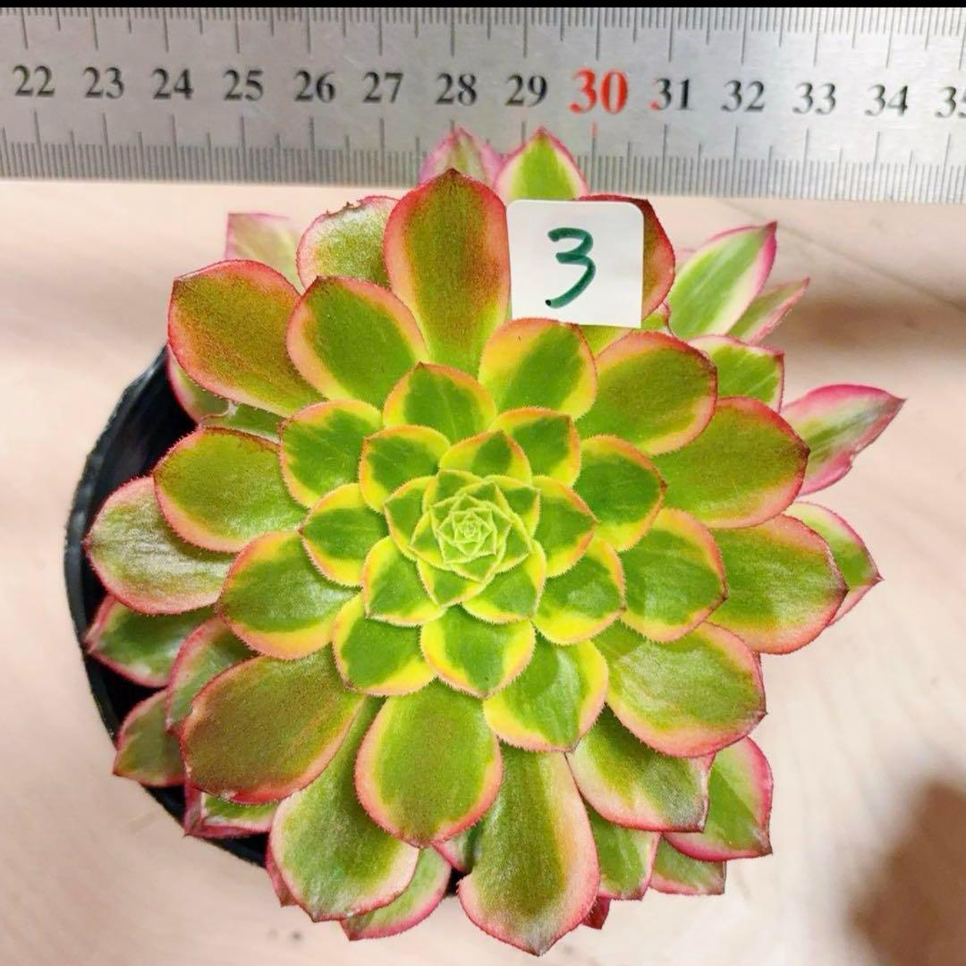 多肉植物❤️アエオニウム錦❤️朝霞錦*NIKA❤️1大頭10-13cm 拔き苗