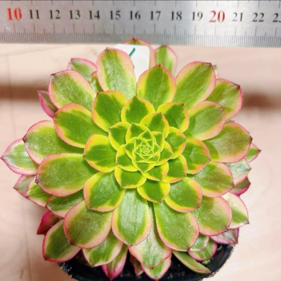 多肉植物❤️アエオニウム錦❤️朝霞錦*NIKA❤️1大頭10-13cm 拔き苗