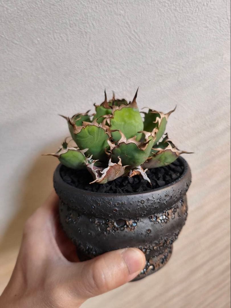 アガベ　黒鯨　中株　陶器鉢付き