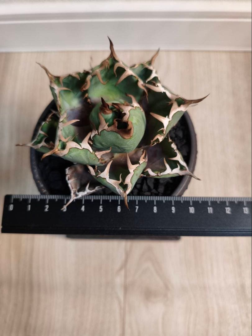 アガベ　黒鯨　中株　陶器鉢付き