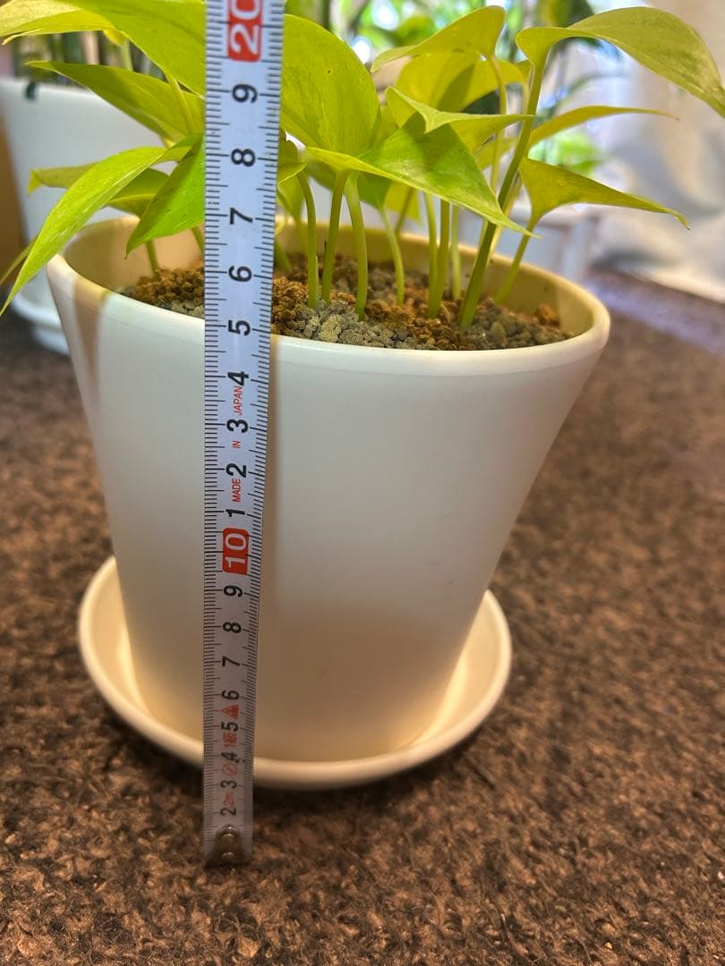 ポトスライムコンパクト