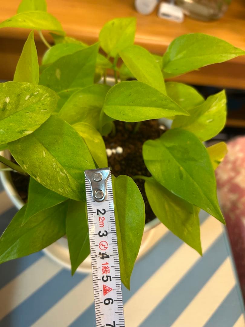 ポトスライムコンパクト