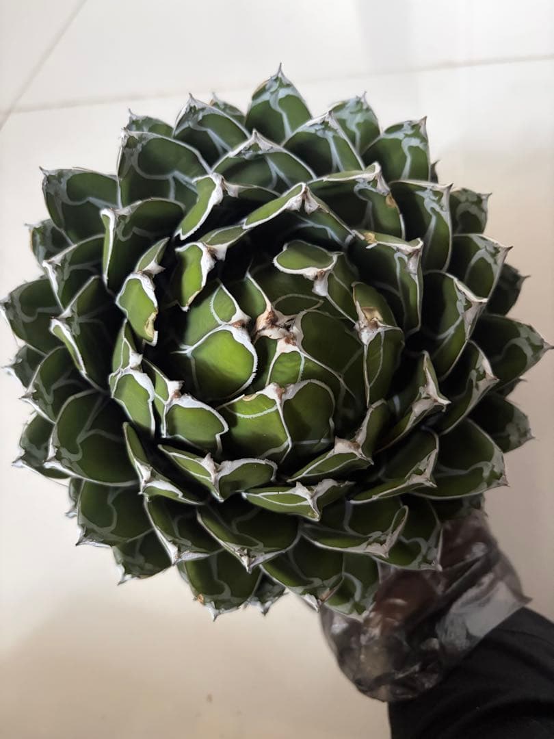 専用ページ　アガベ ダルマ笹の雪　濃白大苗◇ドライガーデン多肉サボテン　チタノタ