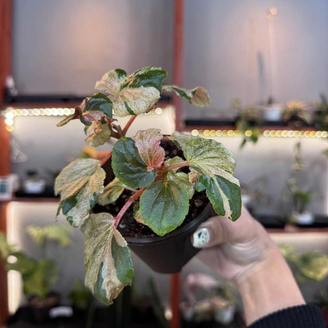 w*可様 19 S&P ベゴニア　ピンク斑入り　No ID ‘ピンクシュガー’