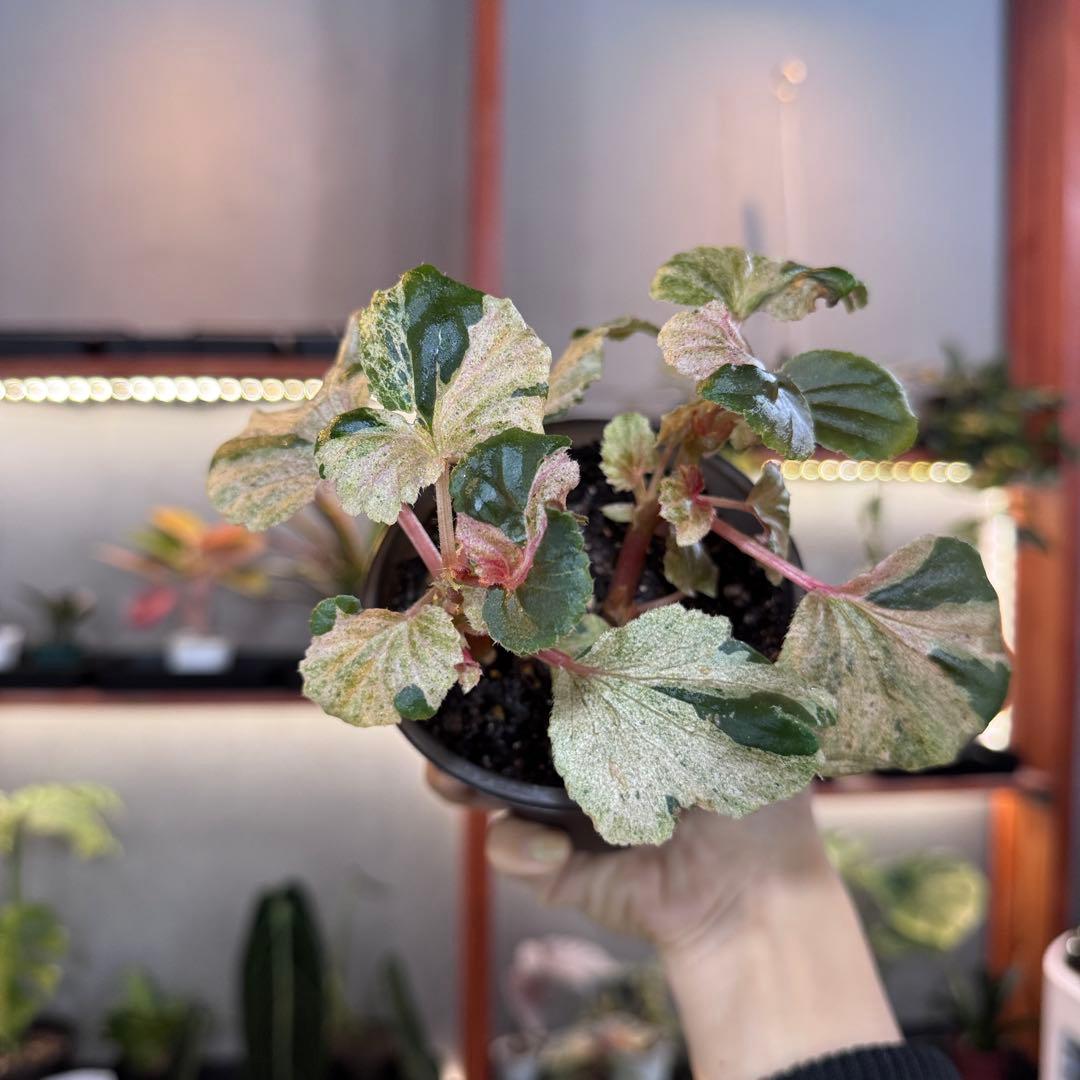 w*可様 19 S&P ベゴニア　ピンク斑入り　No ID ‘ピンクシュガー’