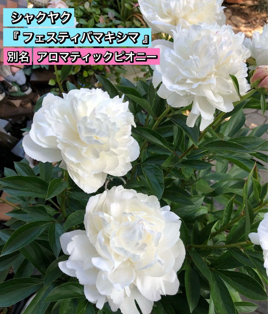 芍薬　シャクヤク　芍薬 「フェスティバマキシマ」１０号鉢 鉢植え