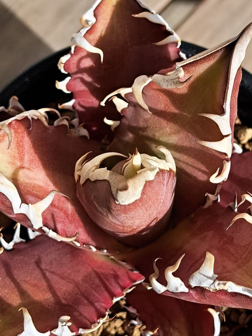 多肉植物 アガベ・チタノタ \"Red Catweazle\"