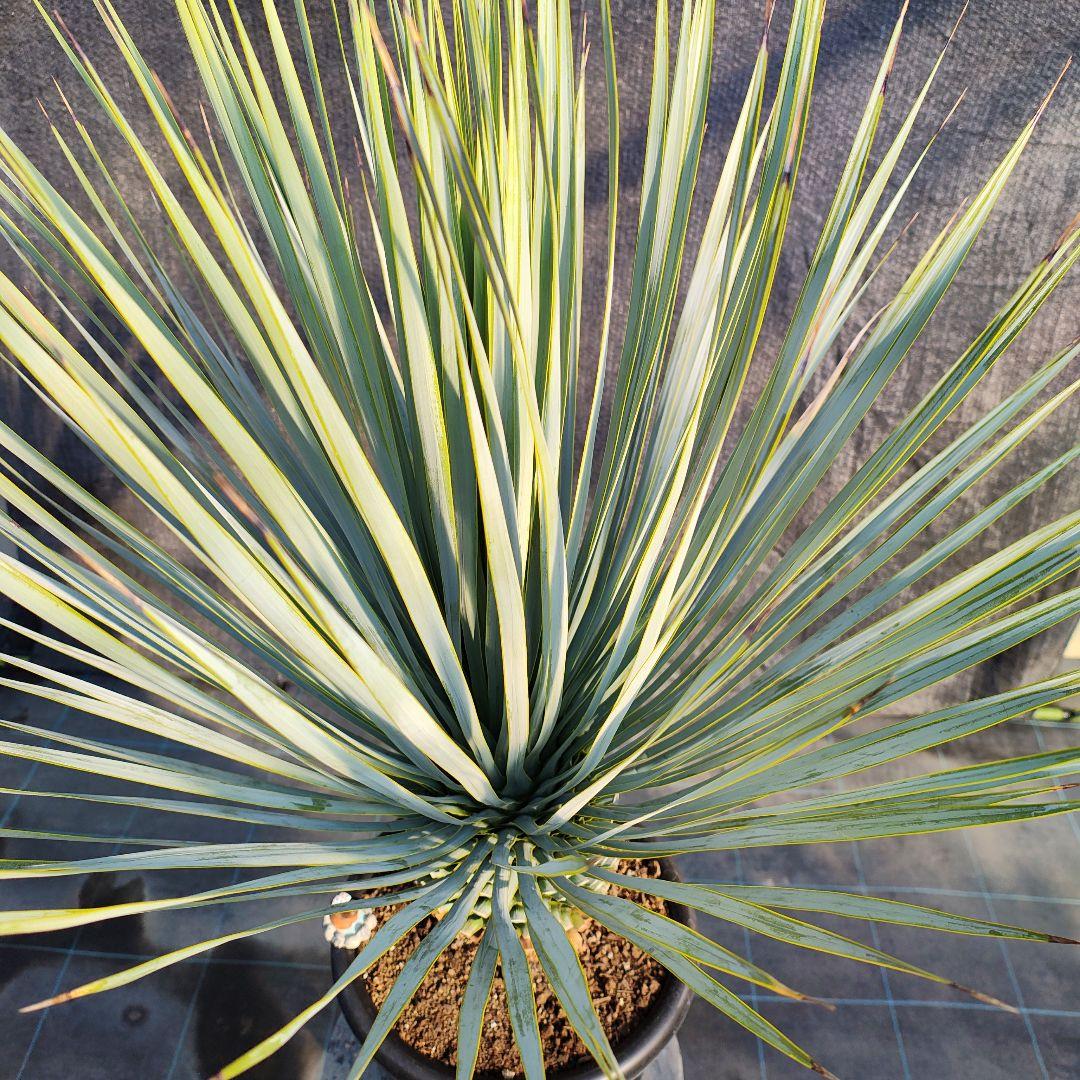 ユッカ ロストラータ Hybrid