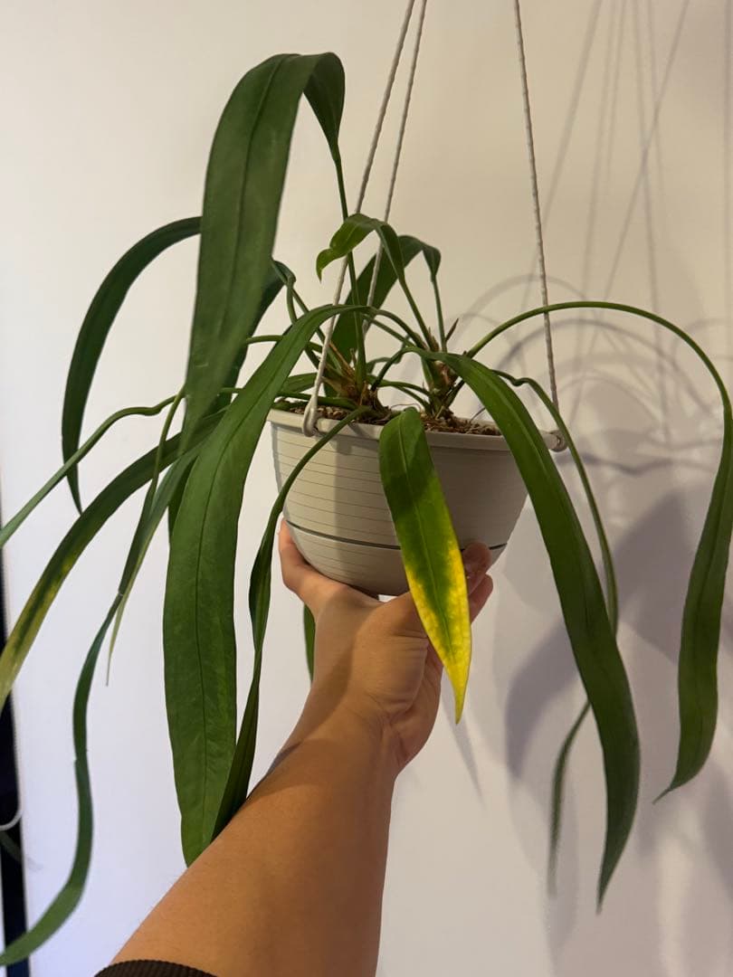 アンスリウム　ビッタリフォリウム②6号