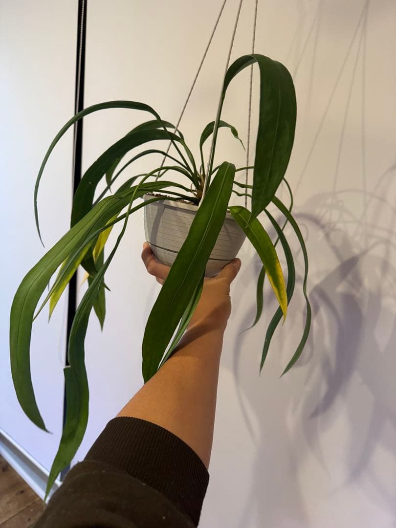 アンスリウム　ビッタリフォリウム②