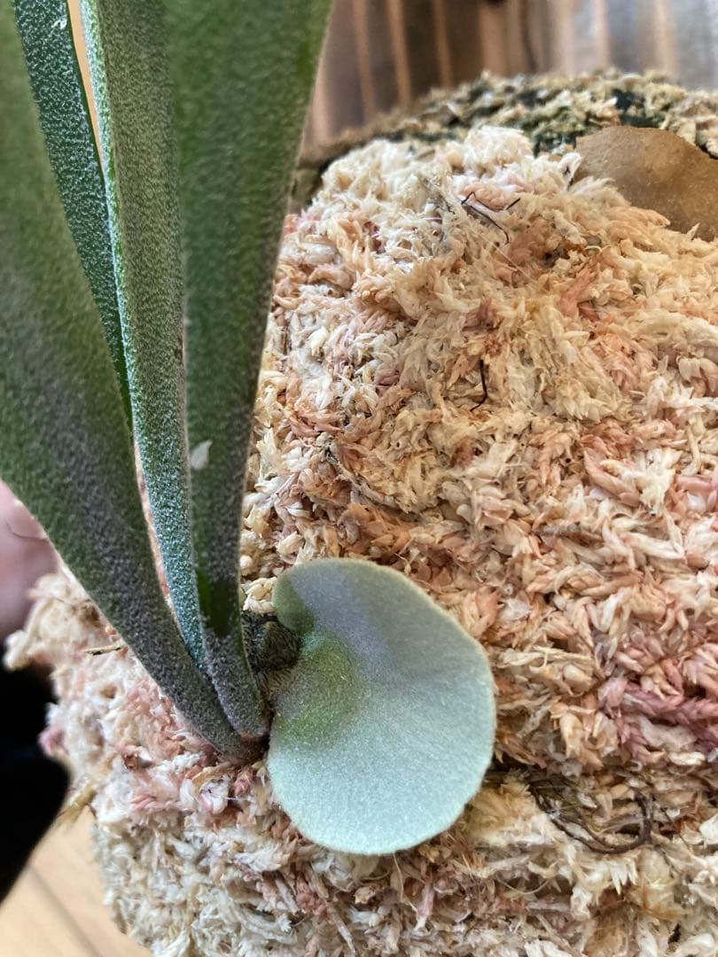 ビカクシダ P.Bif Popcorn #01