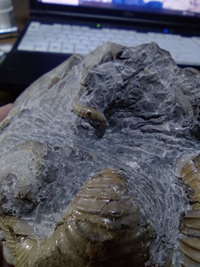 北海道アンモナイト異常巻きハイファントセラス群生