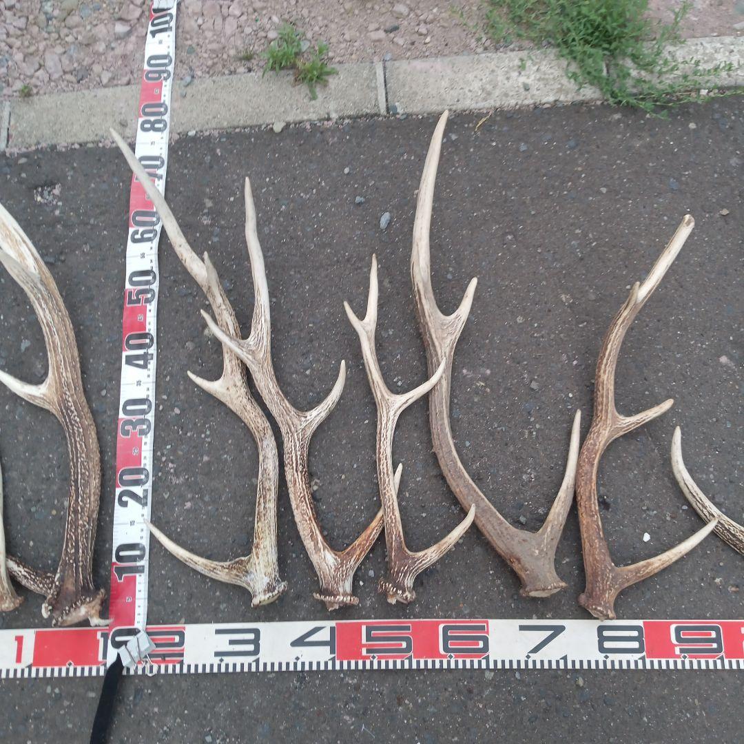 S*i様 天然蝦夷鹿の角 犬用おもちゃ　工芸品などに　 複数サイズ　　２２番