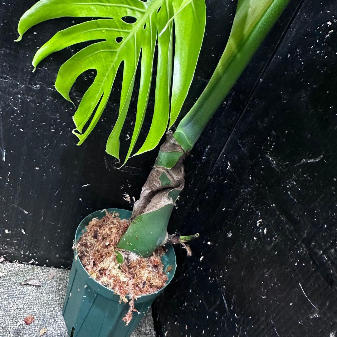 し*け様 モンステラデリシオーサマクロコズム超希少系統鉢植え67㎝