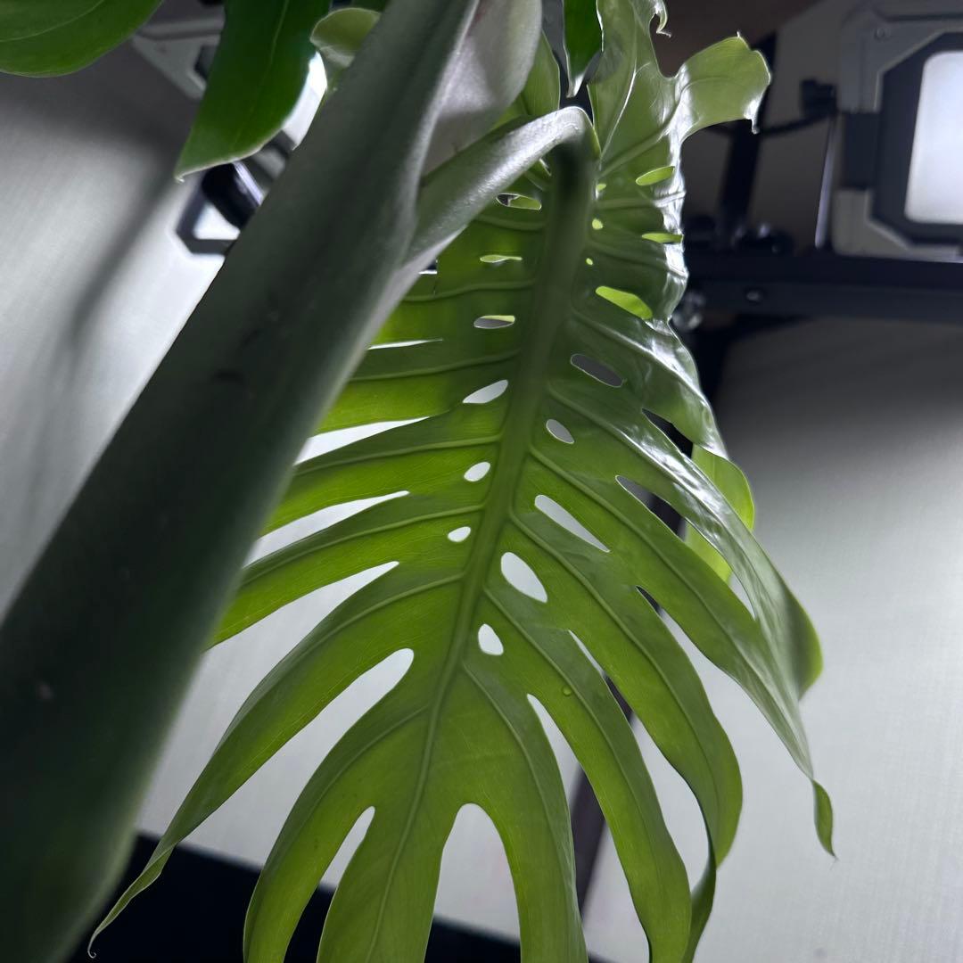 し*け様 モンステラデリシオーサマクロコズム超希少系統鉢植え67㎝