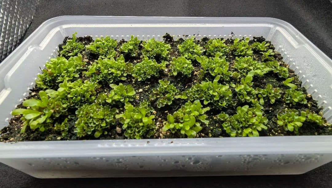 P. willinckii OMG 胞子体前葉体S３