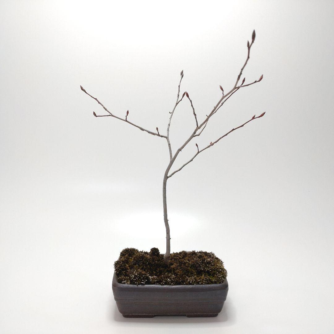 寒樹ヤマコウバシ盆栽 SS013