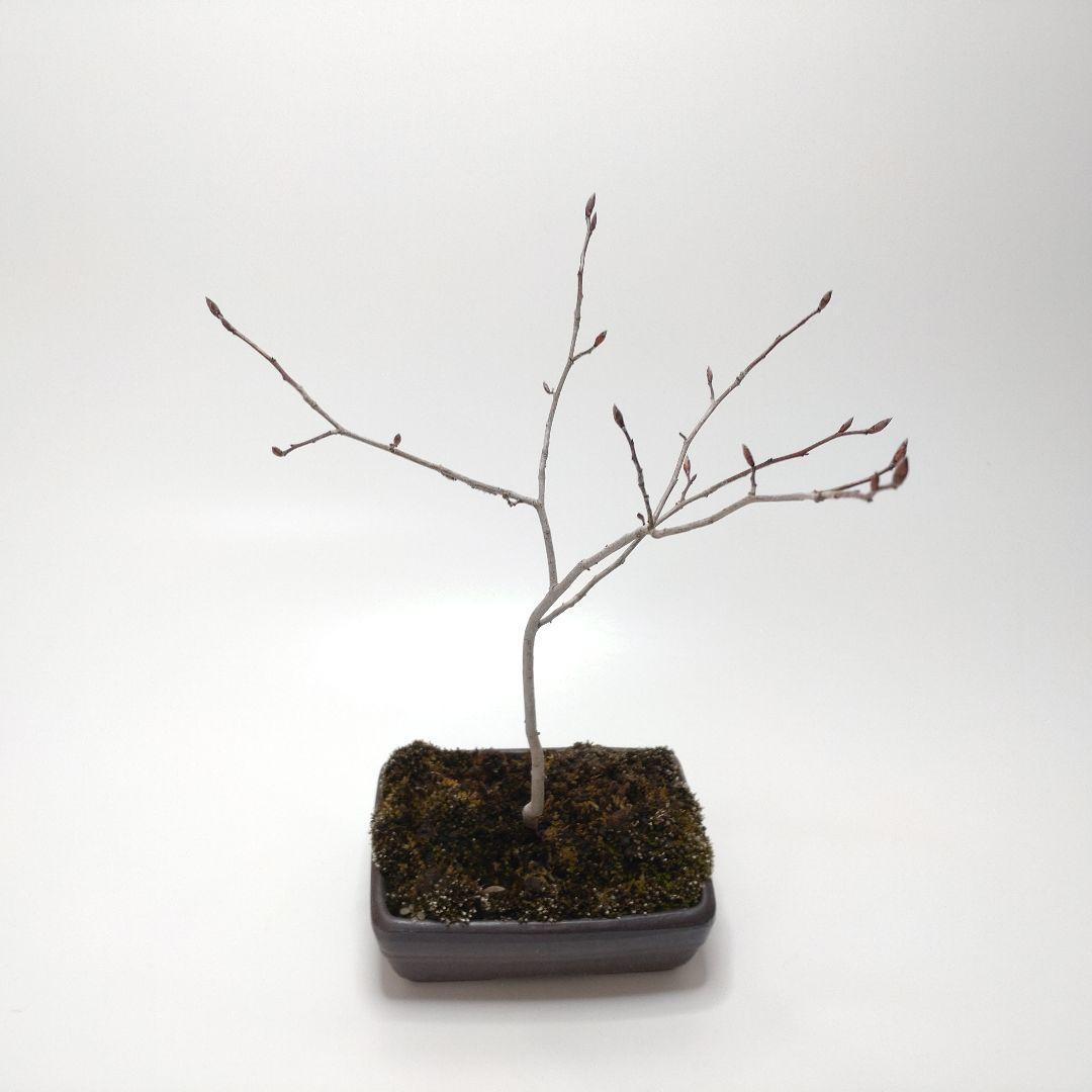 寒樹ヤマコウバシ盆栽 SS013