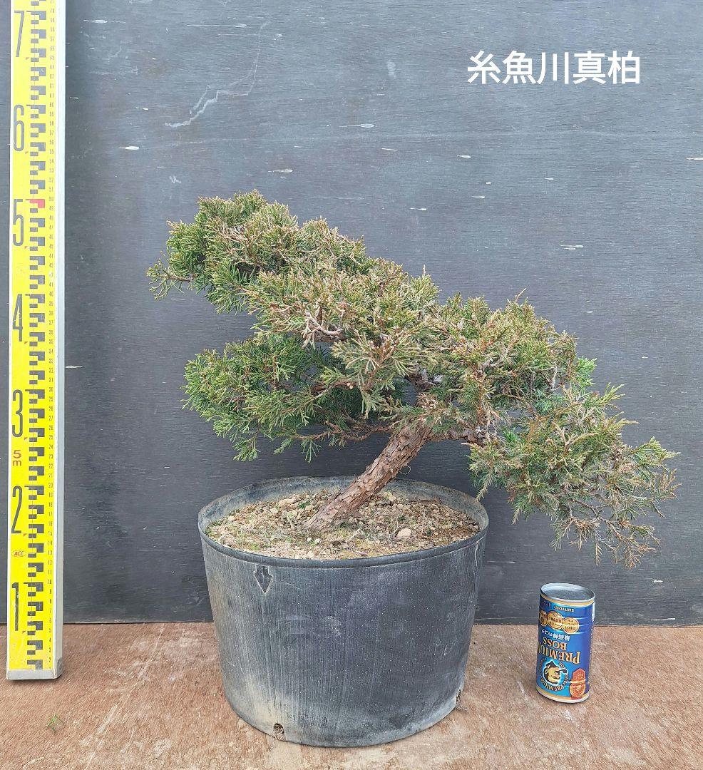 糸魚川真柏　(盆栽素材)