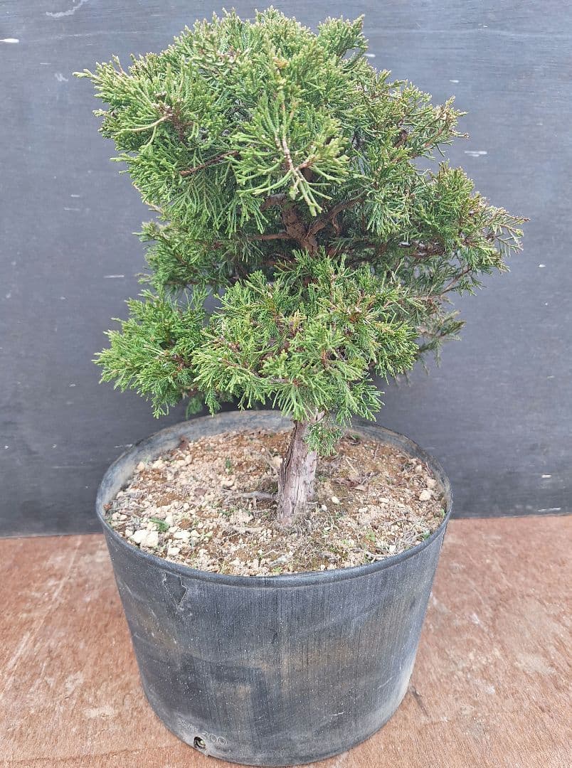 糸魚川真柏　(盆栽素材)