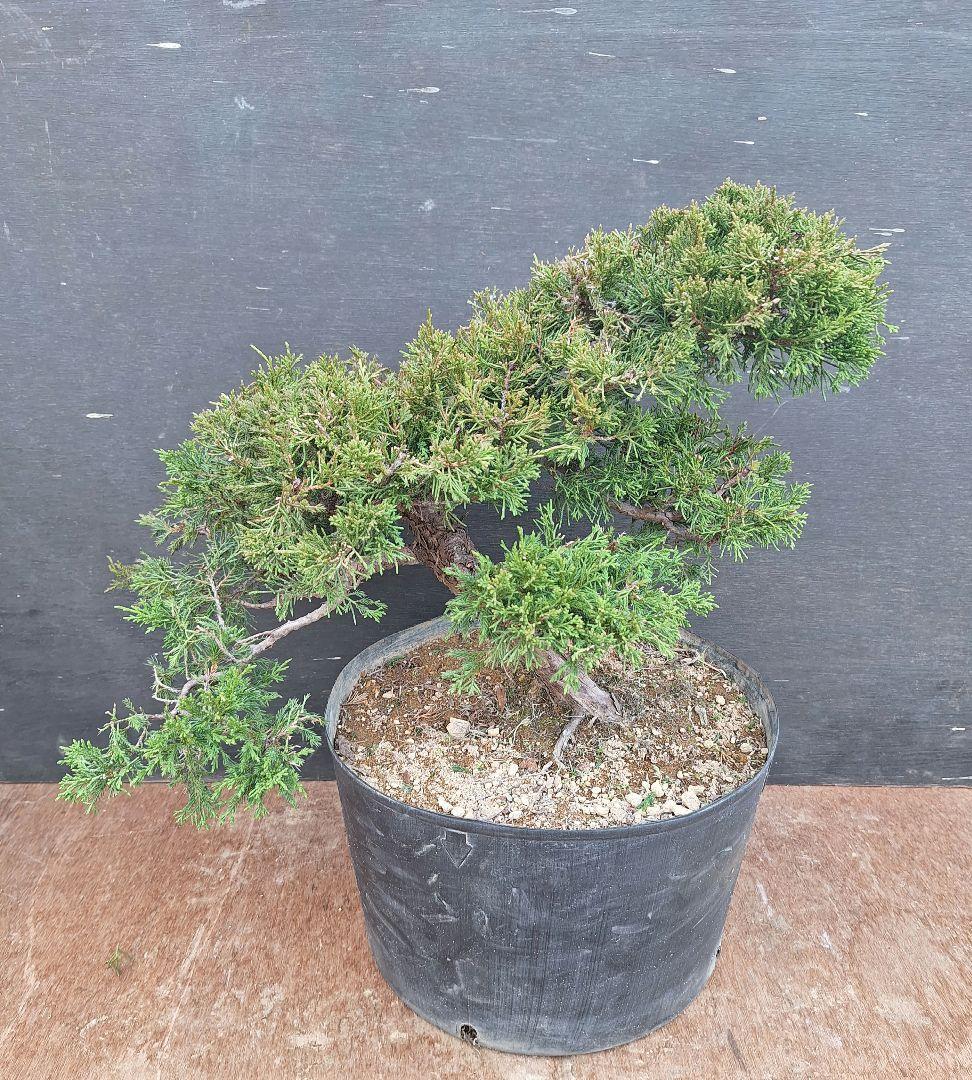 糸魚川真柏　(盆栽素材)