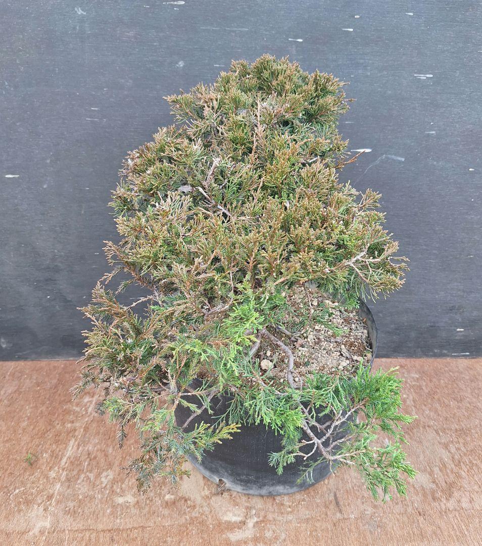 糸魚川真柏　(盆栽素材)