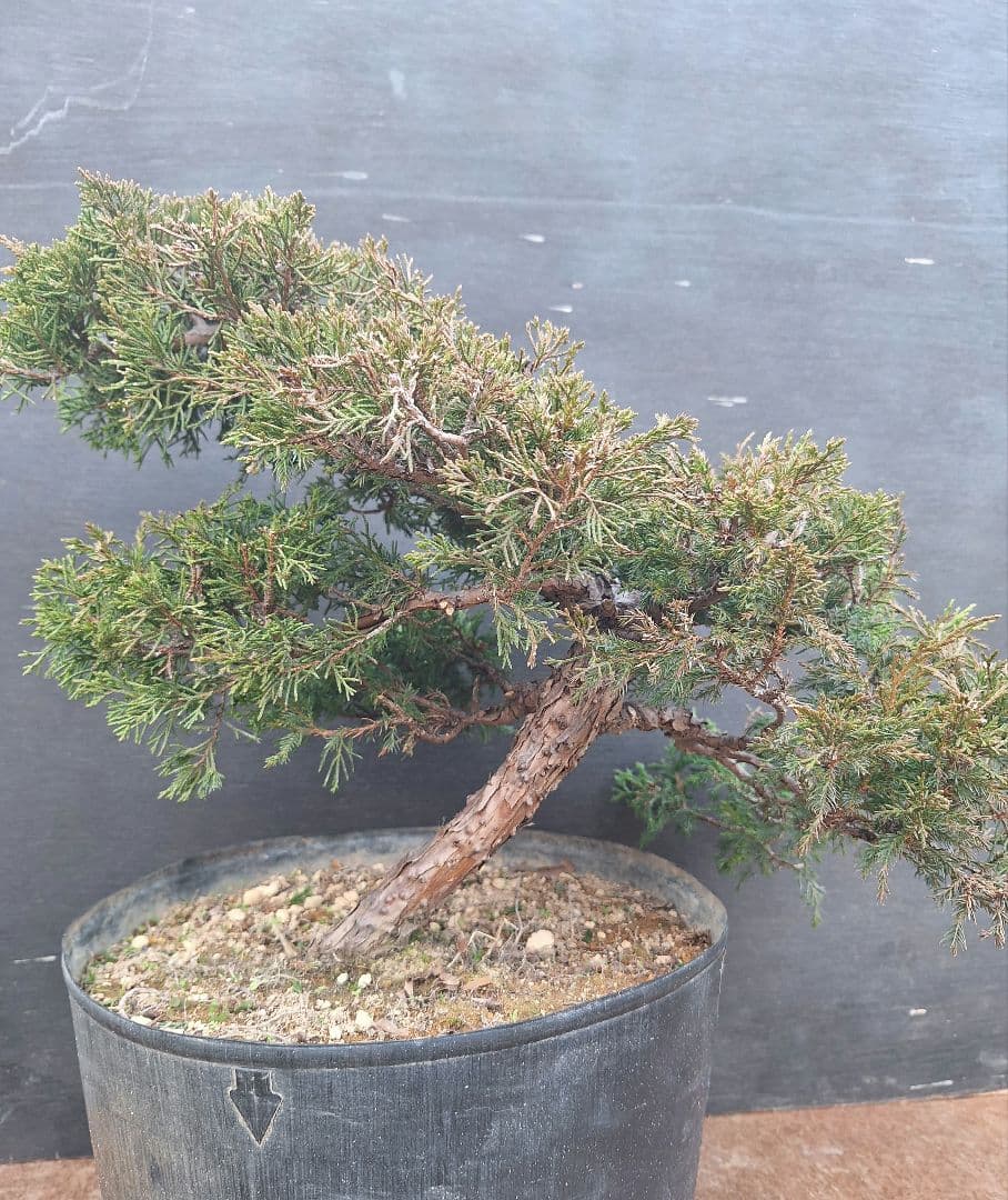 糸魚川真柏　(盆栽素材)