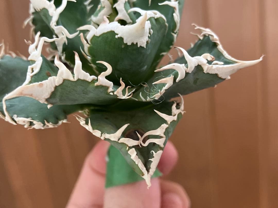 【速達】12 訳あり サイズ大　優秀　アガべ　チタノタ　白豪刺　TC