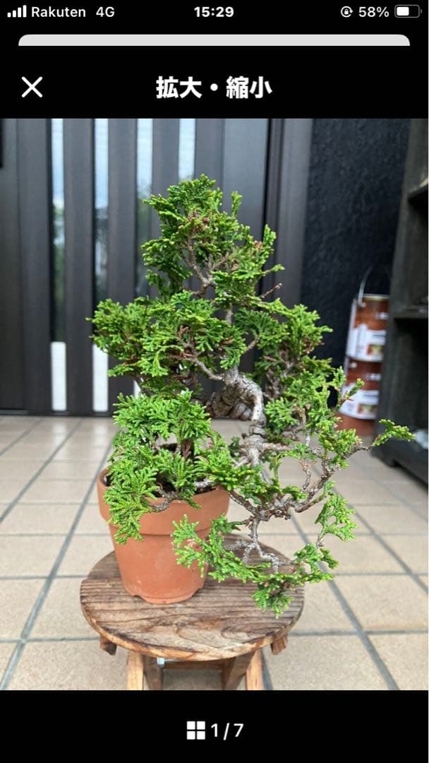 snkr　小品盆栽　欅ケヤキ　と津山檜(写真2)のセット