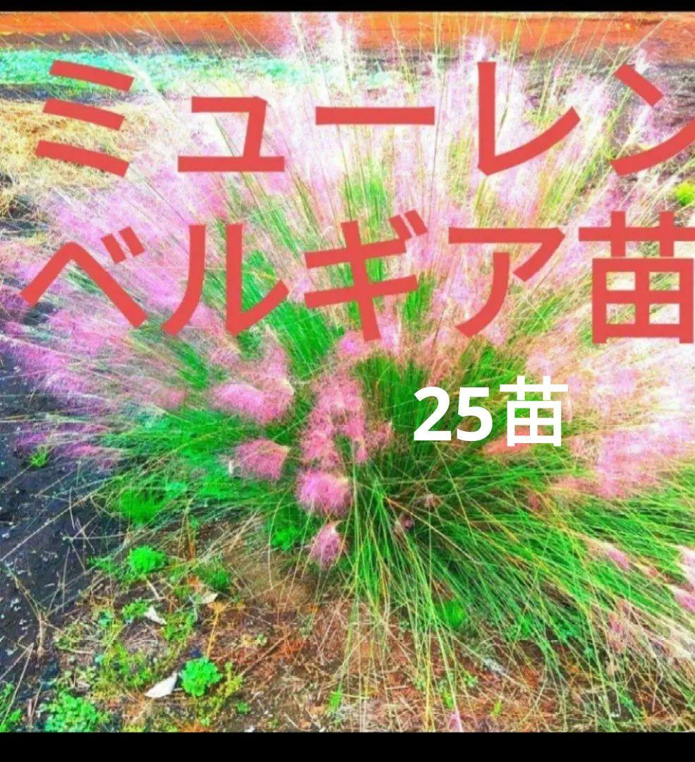 ミューレンベルギア カピラリス 25苗セット　宿根草　グラス苗　ガーデン　バラ苗