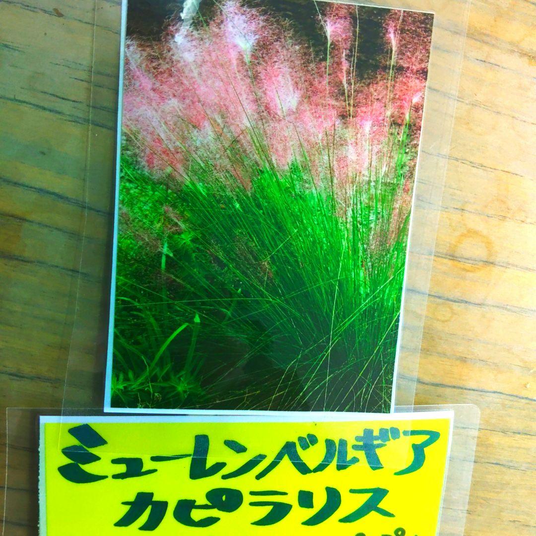 ミューレンベルギア カピラリス 25苗セット　宿根草　グラス苗　ガーデン　バラ苗