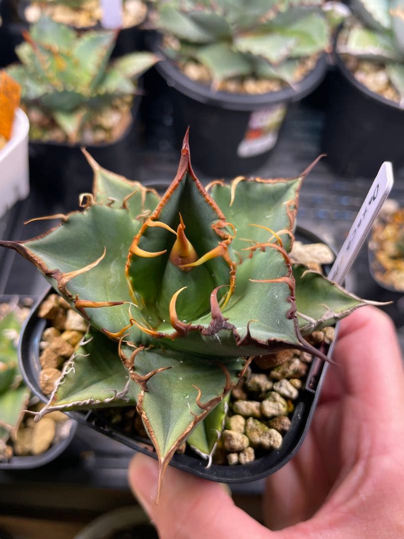 オテロイ実生　選抜