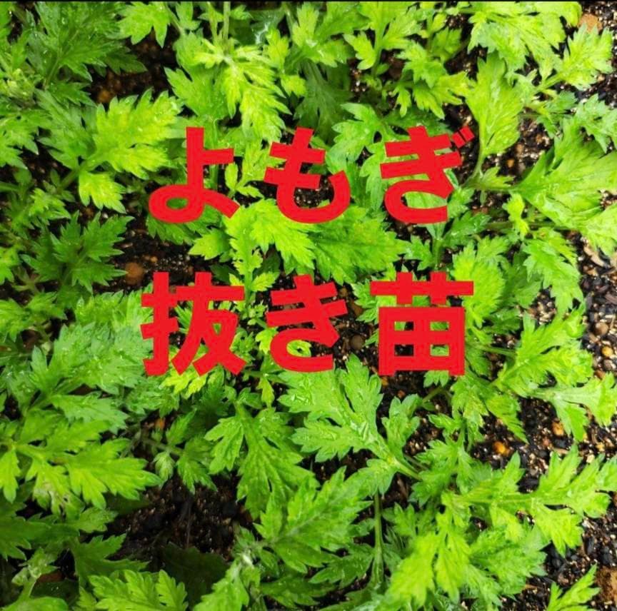 よもぎ　抜き苗　20株