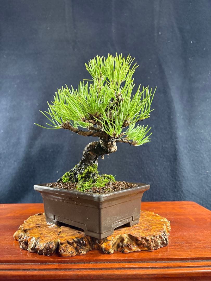 小品盆栽、黒松、模様木、幹太古木 目立った傷や汚れなし