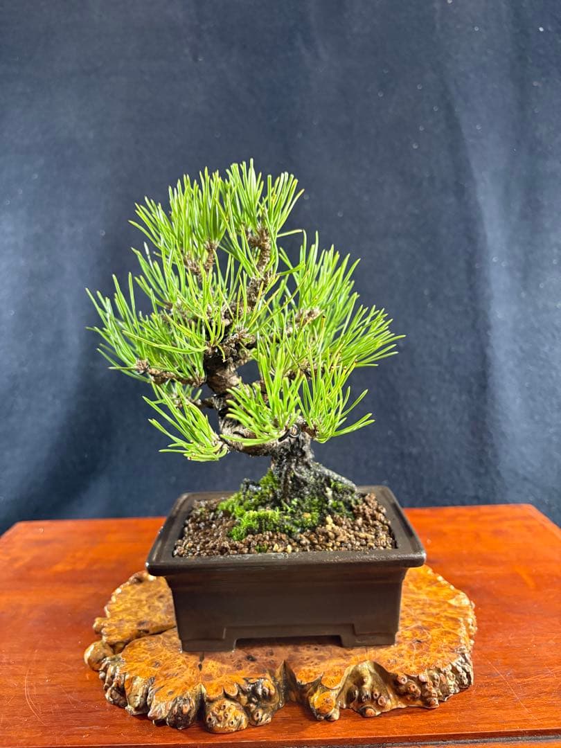 小品盆栽、黒松、模様木、幹太古木 目立った傷や汚れなし