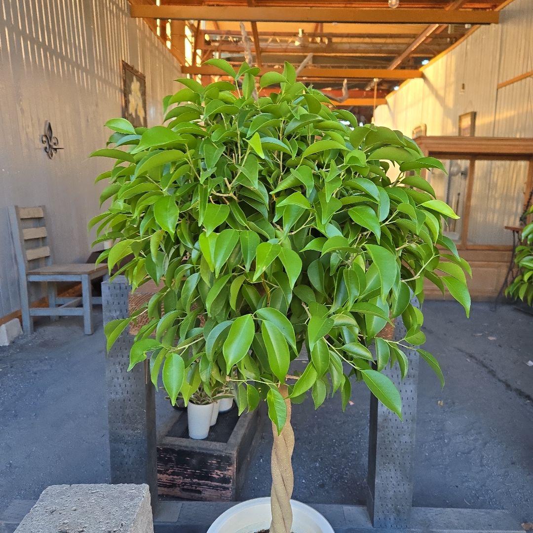 ①　フィカス　ベンジャミン　ネジリ　8号　特大苗木最高等級極上品‼️