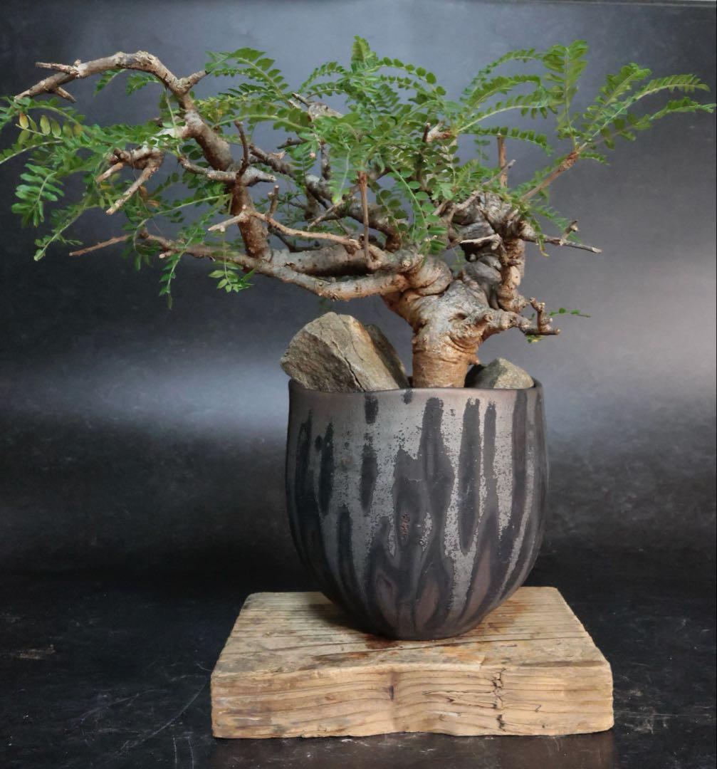 ボスウェリア ネグレクタ （大株）鉢付（細川政巳）