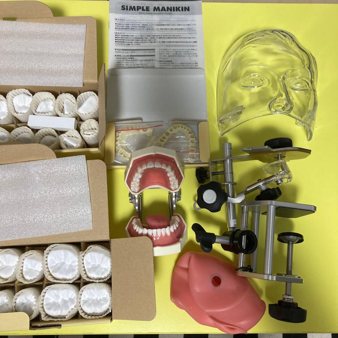 歯科　顎模型　nissin シンプルマネキン　歯科医師　歯科衛生士