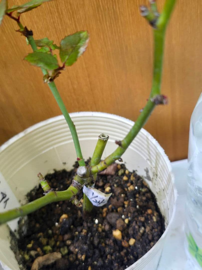 S様✦バラ苗✦ꕥ。.ご確認用ページꕤ‿ꕤ.。