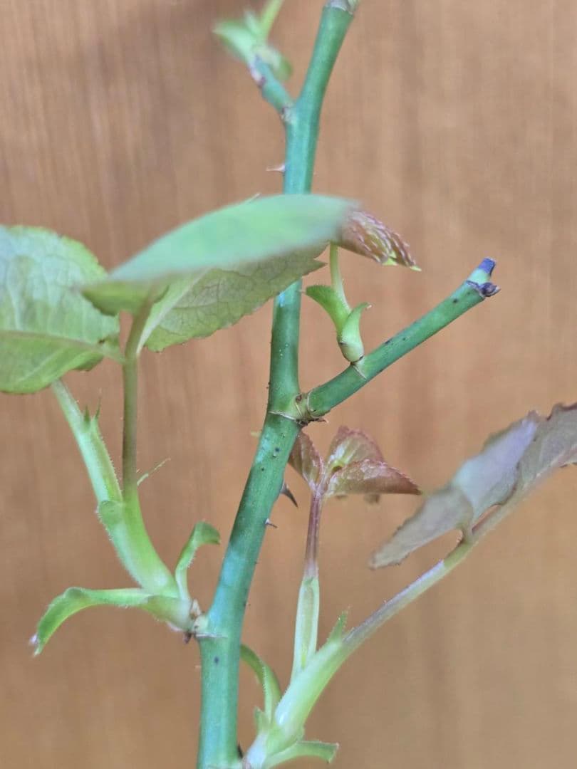 S様✦バラ苗✦ꕥ。.ご確認用ページꕤ‿ꕤ.。