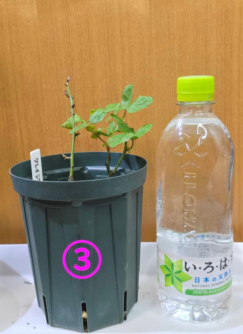 S様✦バラ苗✦ꕥ。.ご確認用ページꕤ‿ꕤ.。